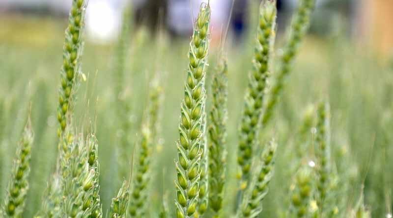 Indian government Promoting Organic Farming under Paramparagat Krishi Vikas Yojana (PKVY)