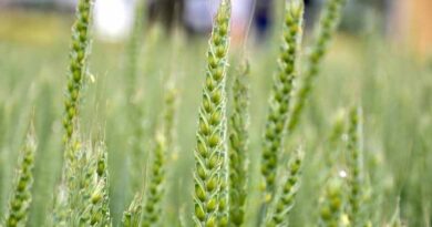 SY INSITOR is the hard feed wheat for Scotland