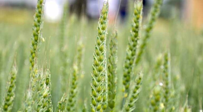 SY INSITOR is the hard feed wheat for Scotland