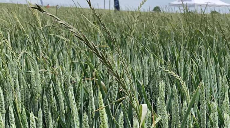 Ryegrass controls stack up