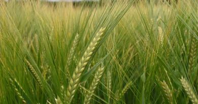Ryegrass success from integrated options