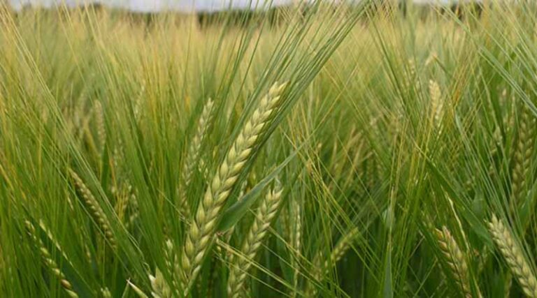 Ryegrass success from integrated options