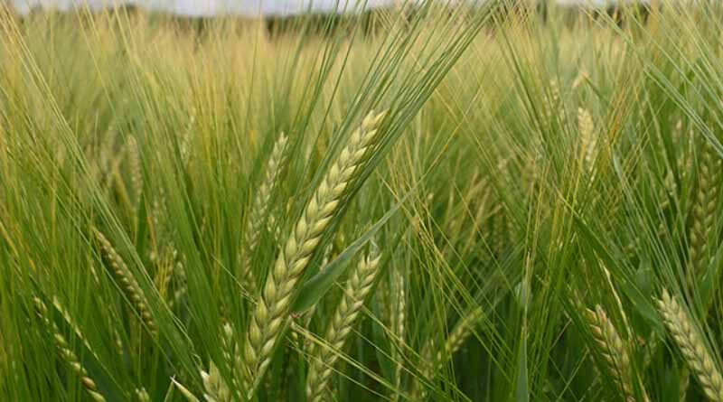 Ryegrass success from integrated options