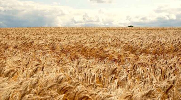 Choosing your winter barley varieties: a closer look at specific weight