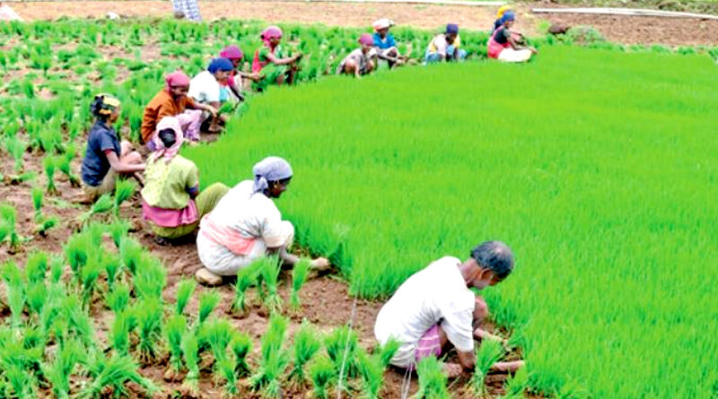 Haryana government increased the credit facilities of farmers
