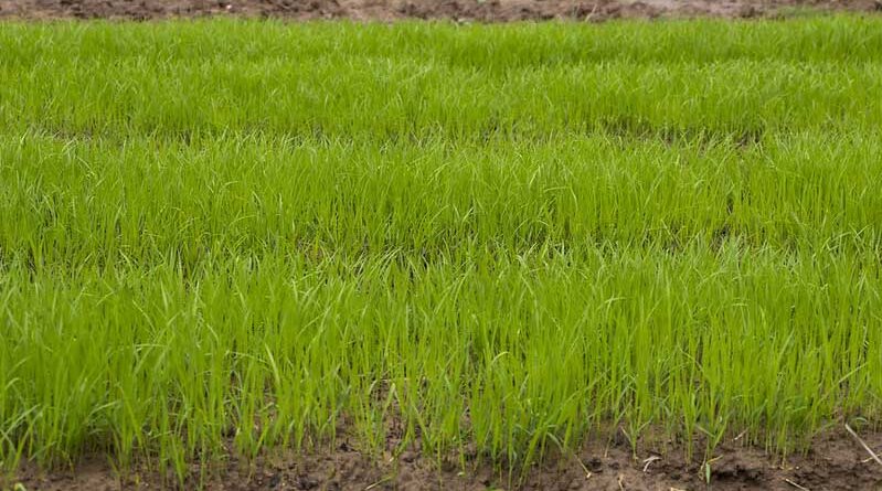 National Agricultural Research System has released 1575 varieties of different field crops