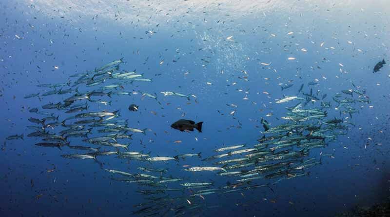 A robust new strategy for sustainable fisheries and aquaculture in the Mediterranean and the Black Sea