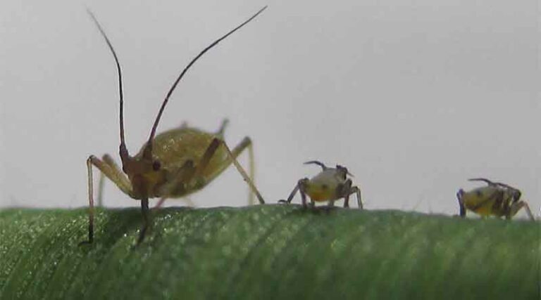 Integrated approach to autumn BYDV risks