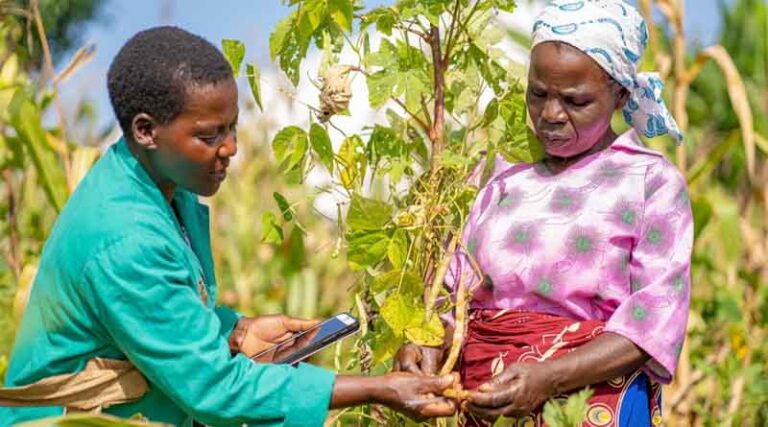 New PlantwisePlus programme launched to help farmers produce more and higher quality food