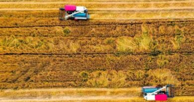 Bumper summer grain harvest auspicious start