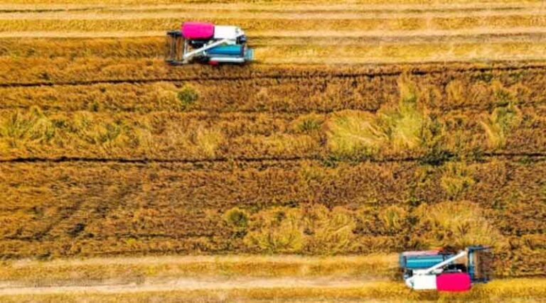 Bumper summer grain harvest auspicious start