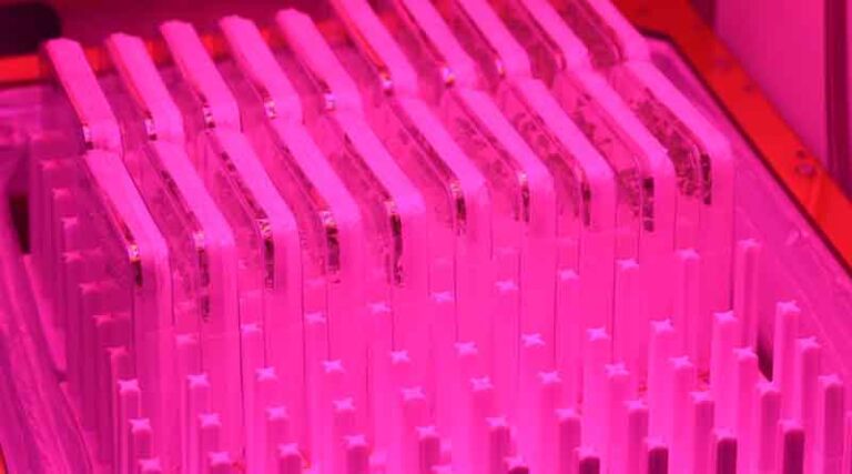 Plants Return from Space in Microgravity Research Projects
