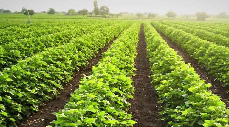 Strengthening Agricultural Market Infrastructure