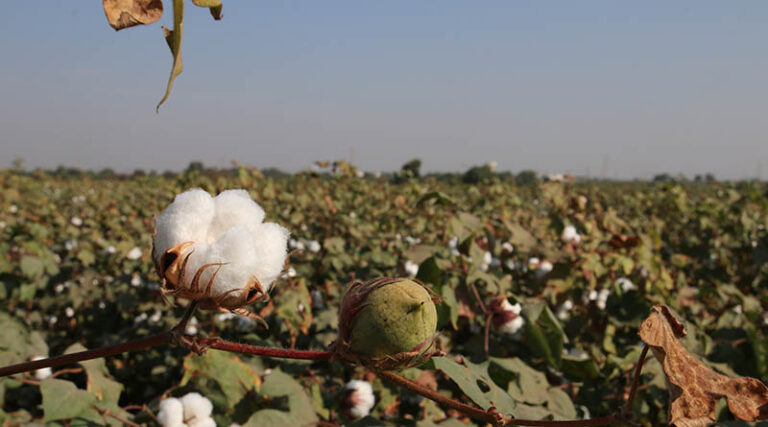 By opting for drip irrigation, cotton farmers can save water and reap profits
