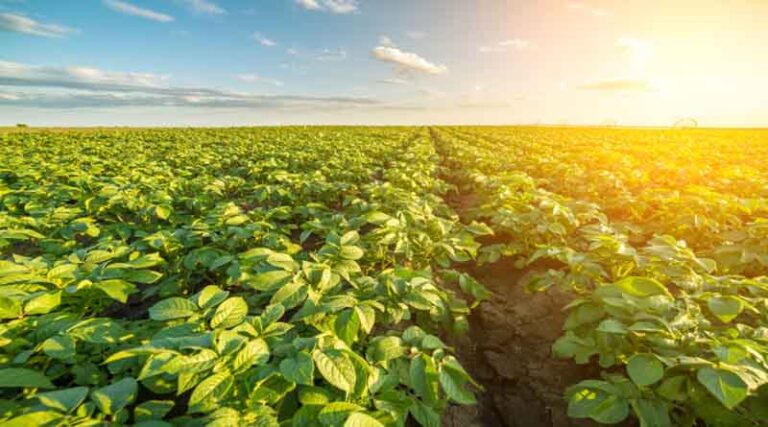 Case Study: Risk Management and Yield Optimization