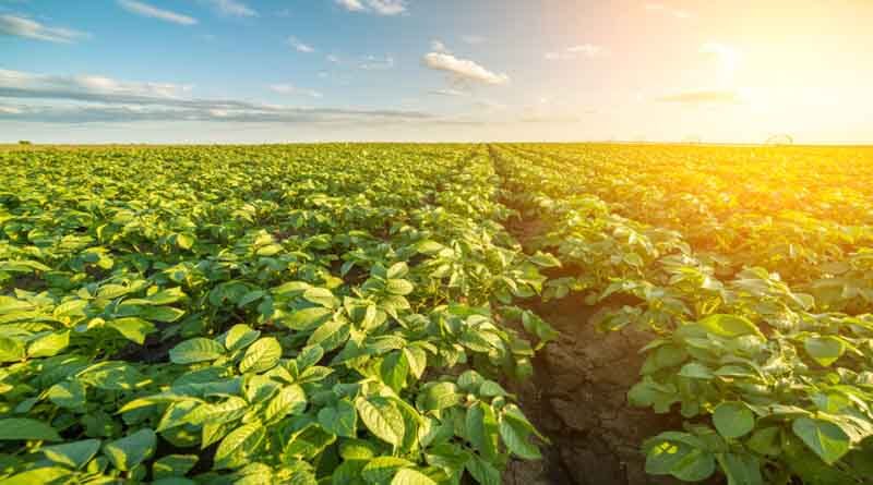 Case Study: Risk Management and Yield Optimization