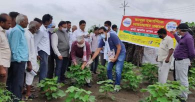 India conducts the largest field experiment to ward off pink bollworm in cotton