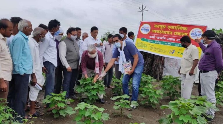 India conducts the largest field experiment to ward off pink bollworm in cotton
