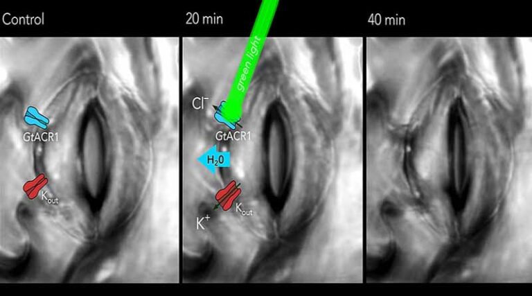 Remote control for stomatal movement