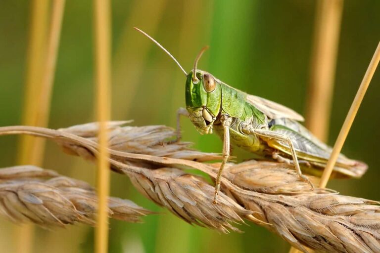 CIB & RC publishes recommended chemicals by FAO for locust control