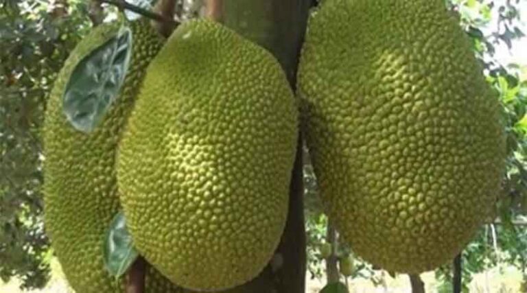 Fruit and vegetable exports will reach 4 billion USD: Vietnam