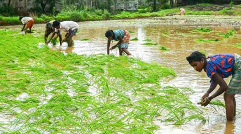 Production of Organic Manure through Agricultural Wastes and Animal Dung