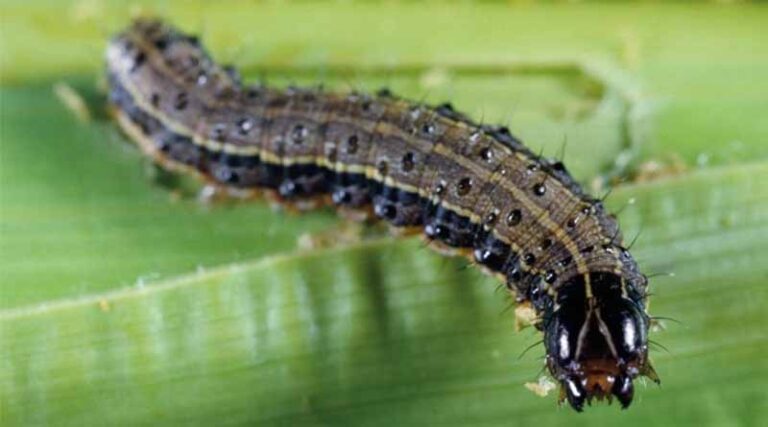 CIB & RC provides ad-hoc approval for Fall Army Worm