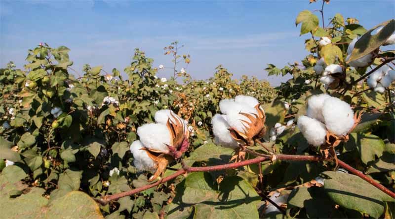 Global scenario of cotton production and consumption