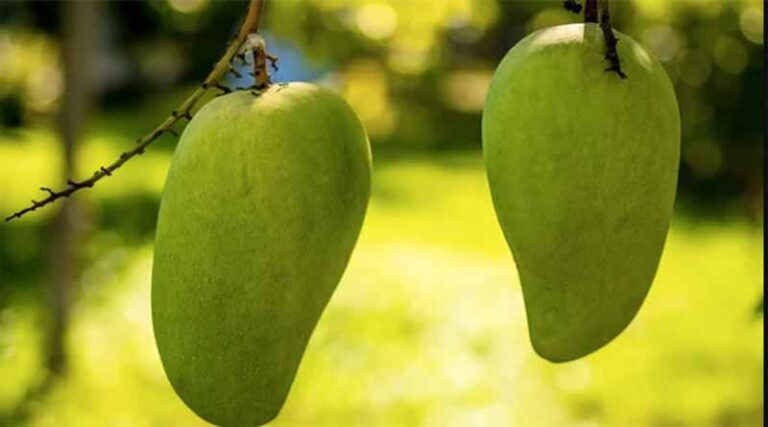 GI certified Fazil mango shipped to Bahrain