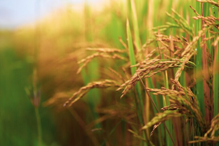 Kharif 2021 sowing update: 499 lakh hectares sown till date