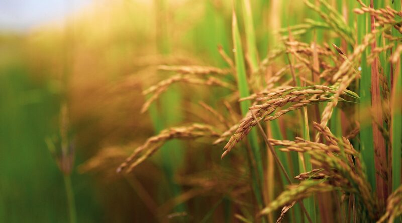Kharif 2021 sowing update: 499 lakh hectares sown till date