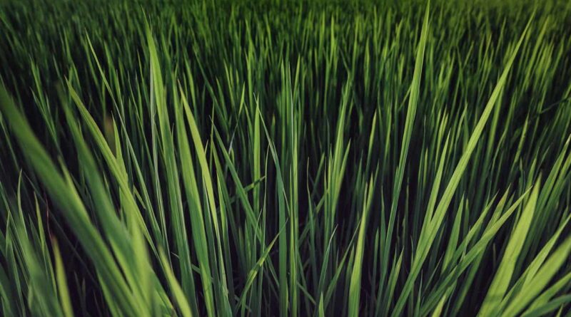 Kharif 2021 sowing touches 850 lakh ha., widespread rainfall expected ahead