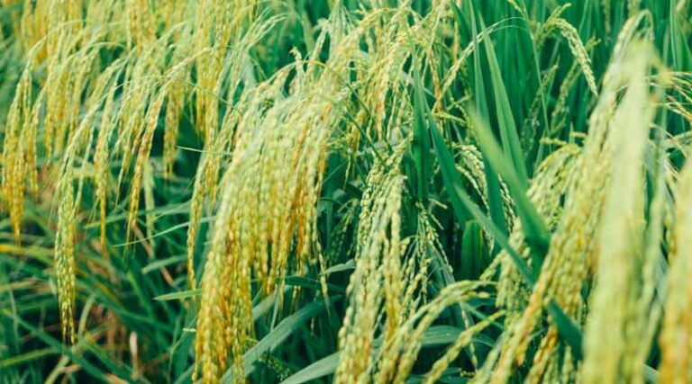 Scheme for Promoting Indigenous Rice in India