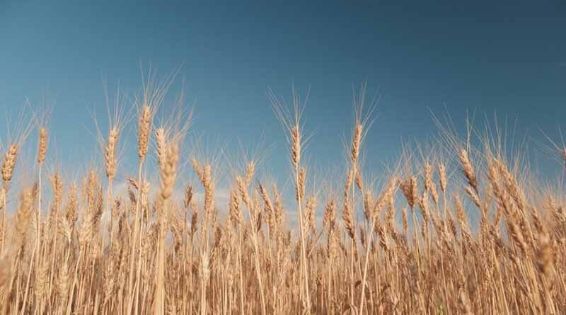 Direct Income Support to Farmers