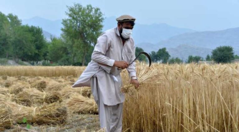 Drought threatens the livelihoods of 7 million farmers in Afghanistan