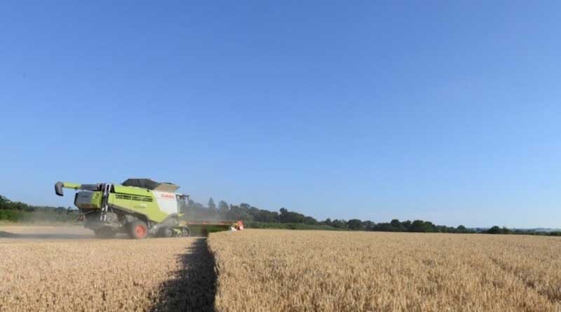 Hybrid barley topping harvest results