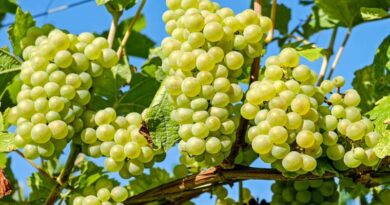 Beyond the Vine: Breeding Better Grapes