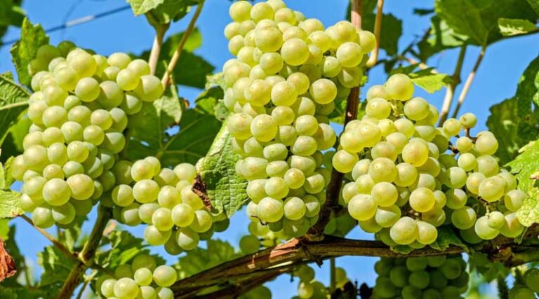 Beyond the Vine: Breeding Better Grapes
