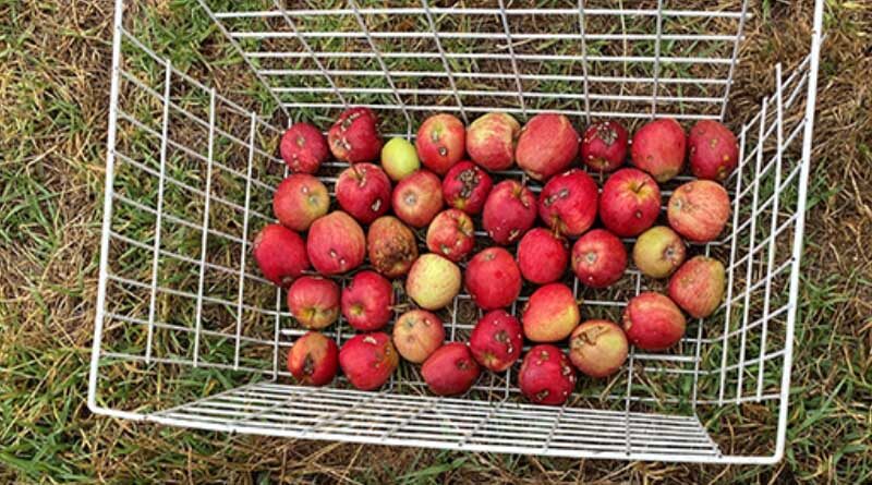 New era in pest control for Adelaide Hills orchards