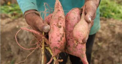 Zimbabwe Welcomes Launch of Vitamin A Orange Sweet Potatoes as a Wholesome Staple