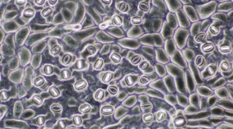 Plants evolved ability to actively control water-loss earlier than previously thought