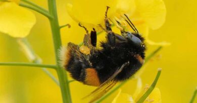 OSR increase to drive pollinator boost