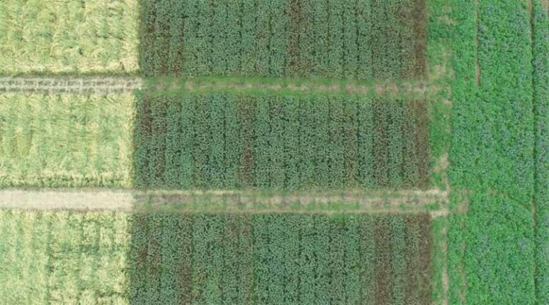 1017 varieties of 69 field crops and 206 varieties of 58 horticultural crops have been developed since 2018