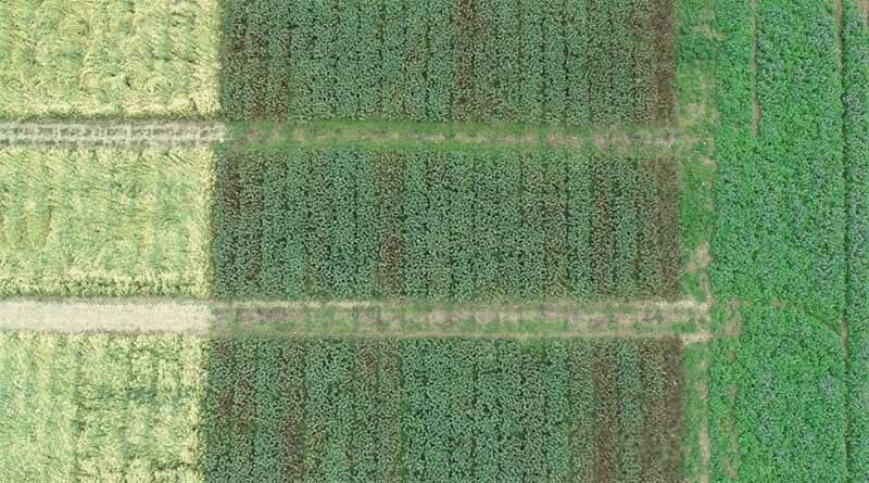 Haryana government to setup International Spice Market at Sersa