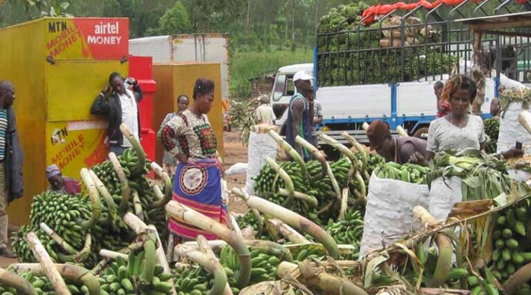 Bad press and wild claims have unfairly slowed GM crops on the continent, African scientists say