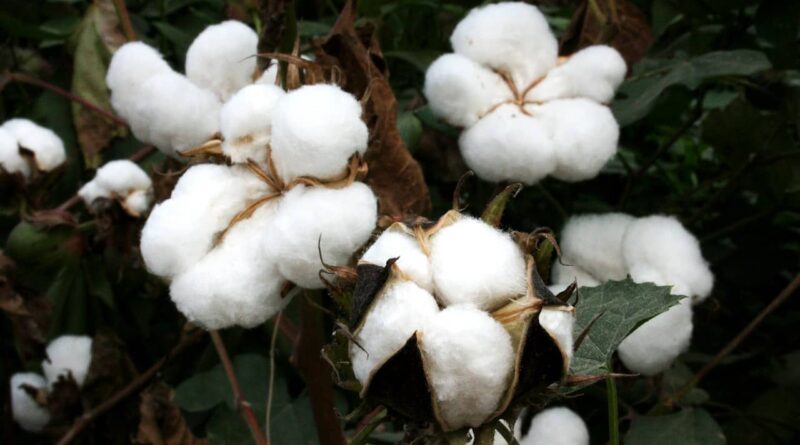 Kharif sowing lower than last year in the country, So far 1064 lakh hectare area sown