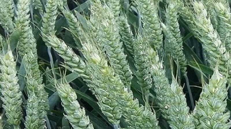 A promising start for Syngenta wheat varieties in official trials results