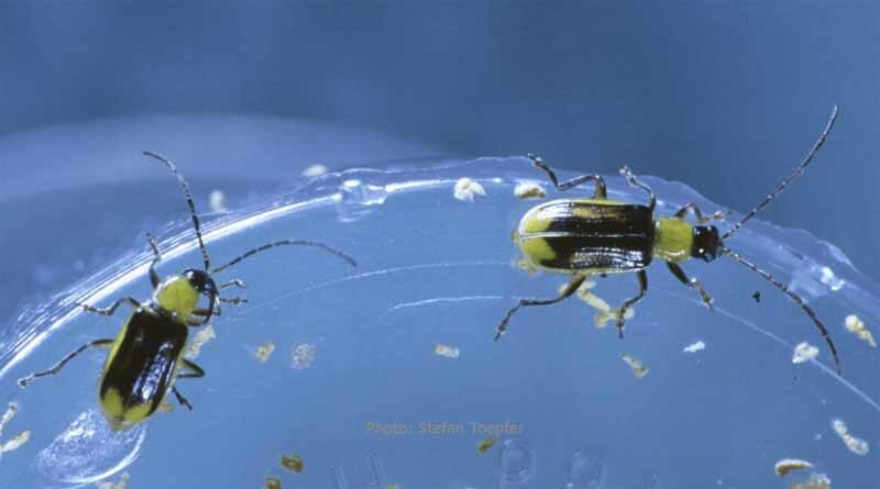 Student completes PhD on defence mechanisms of a major group of maize pests, the Diabroticina beetles