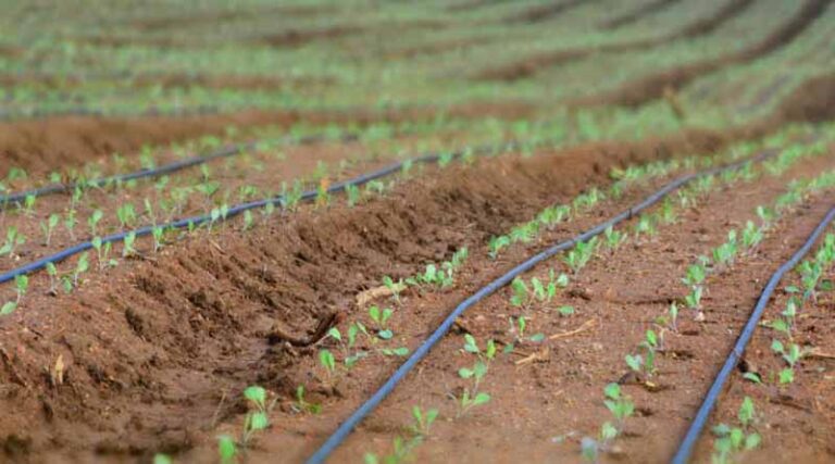 Development of Agricultural Cooperative Sector