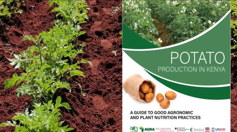 New Publication: Potato Production In Kenya